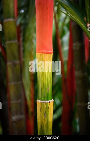 Mehrfarbige hellgrüne, orange, gelbe Bambuspflanze. Bambusbäume im Waldhintergrund. Stockfoto