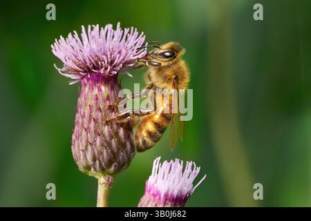 Biene, die in Seitenansicht auf der lilafarbenen Blume einer Felddistel sitzt (Cirsium arvense) Stockfoto