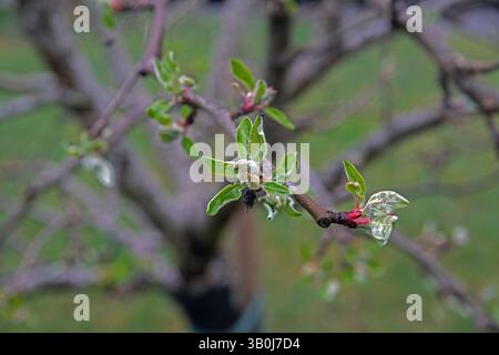 Blütenknospen mit Blättern in einem Apfelbaum Stockfoto