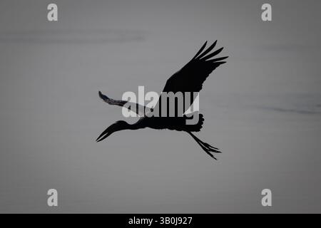 Afrikanischer offener Schnabel fliegt in Silhouette über den Fluss Stockfoto