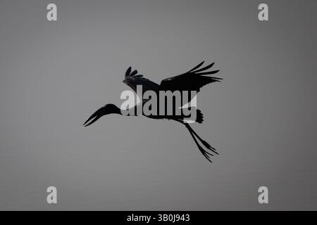 Afrikanischer offener Schnabel fliegt in Silhouette über den Fluss Stockfoto