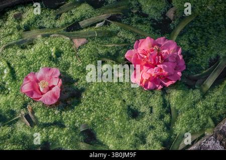 Rosa Kamelien blüht auf Entengras in einem Teich Stockfoto