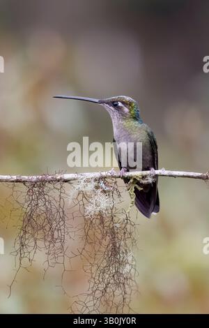 Weiblicher Talamanca Kolibri in Costa Rica Stockfoto