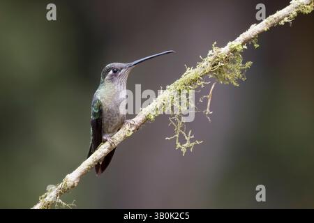 Weiblicher Talamanca Kolibri in Costa Rica Stockfoto