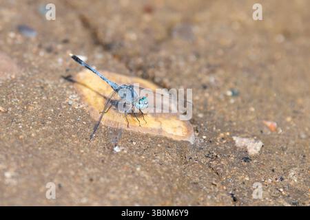 Blaue indische Libelle, Orthetrum anceps auf einem Felsen sitzend, Insekten in asien, Tierbiotope Stockfoto