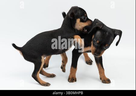 Zwei Hundewelpen spielen beißend isoliert auf weißem Studiohintergrund Stockfoto