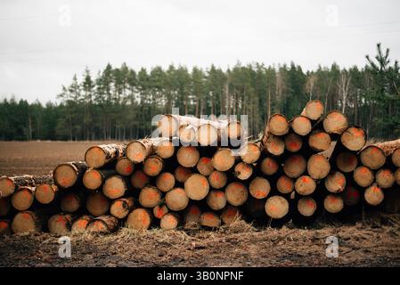 An der Straße liegen gefällte Bäume. Hochwertige Fotos Stockfoto