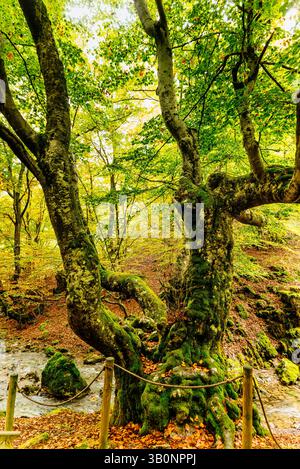 Fagus ist der Name der Buche, die mehr als 500 Jahre alt ist. Die Hexe Haeda lebt darin. Buchenwald El Faedo de Ciñera im frühen Herbst. Ciñ Stockfoto