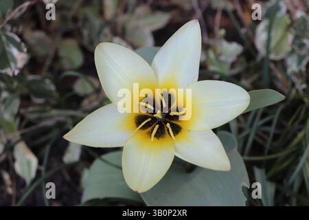 Nahaufnahme einer einzelnen blassgelben Tulpe in voller Blüte, mit zarten weißen Blütenblättern und einem auffälligen dunklen Zentrum mit gelben Akzenten Stockfoto