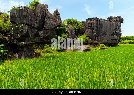 Der Maros Pangkep Geopark, kars Steinwald in Maros, Süd-Sulawesi, Indonesien. Außerhalb von Makassar liegt Rammang-Rammang, Heimat eines der Welt Stockfoto