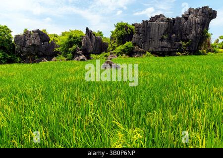 Der Maros Pangkep Geopark, kars Steinwald in Maros, Süd-Sulawesi, Indonesien. Außerhalb von Makassar liegt Rammang-Rammang, Heimat eines der Welt Stockfoto
