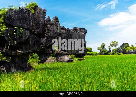 Der Maros Pangkep Geopark, kars Steinwald in Maros, Süd-Sulawesi, Indonesien. Außerhalb von Makassar liegt Rammang-Rammang, Heimat eines der Welt Stockfoto