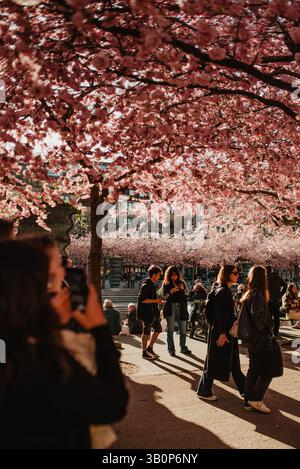 Stockholm Kungstradgarden Kirschblüte Sakura blühende Frühlingszeit Stockfoto