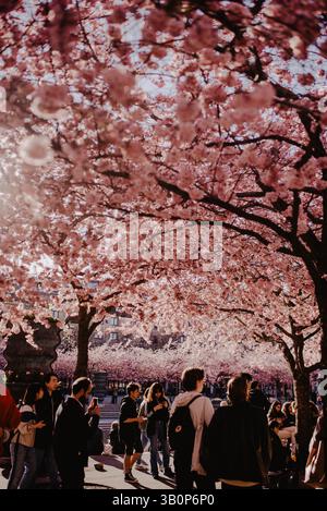 Stockholm Kungstradgarden Kirschblüte Sakura blühende Frühlingszeit Stockfoto