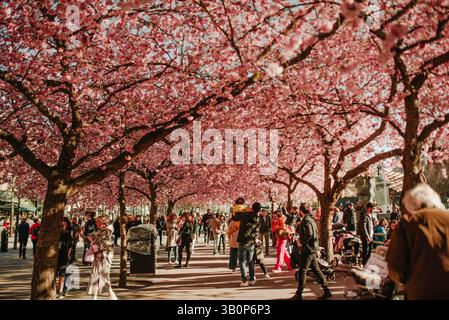 Stockholm Kungstradgarden Kirschblüte Sakura blühende Frühlingszeit Stockfoto