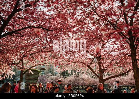 Stockholm Kungstradgarden Kirschblüte Sakura blühende Frühlingszeit Stockfoto