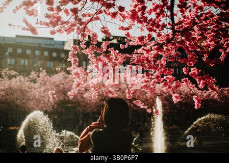 Stockholm Kungstradgarden Kirschblüte Sakura blühende Frühlingszeit Stockfoto