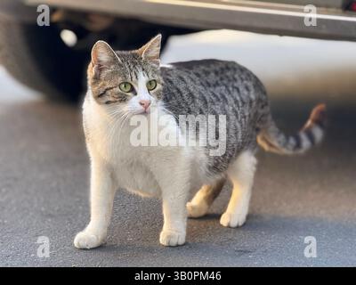 Eine fette streunende Katze auf der Straße von Split, Kroatien. Stockfoto