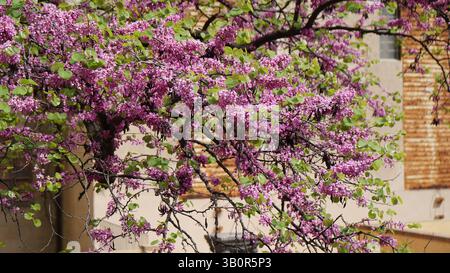 Judas-Baum oder Europäische Rotknospe (Cercis siliquastrum L.) in Boboli Gardens, Florenz, Toskana, Italien. Stockfoto