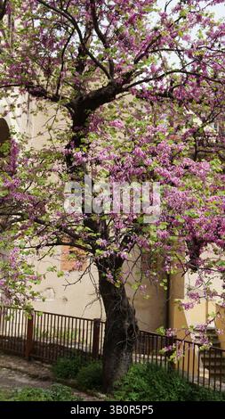 Judas-Baum oder Europäische Rotknospe (Cercis siliquastrum L.) in Boboli Gardens, Florenz, Toskana, Italien. Stockfoto