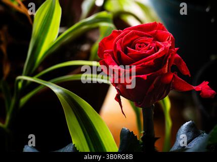 Eine einfache Rose im Morgenlicht Stockfoto
