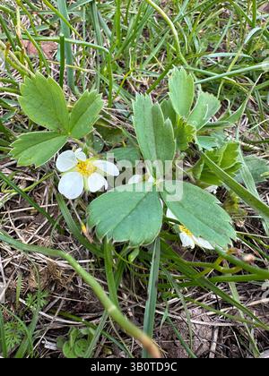 Wilde Erdbeere – Fragaria virginiana – wächst auf einer Wiese in der Nähe von Eugene, Oregon. Stockfoto