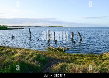 Alte Holzpfosten (mögliche Überreste eines alten Piers oder Bootsschuppen) in Hochwasser überfluteten Sumpfgebieten in Thornham, Norfolk, England, Großbritannien Stockfoto