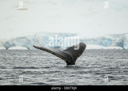Ein Buckelwal (Megaptera novaeangliae) zeigt beim Tauchen in der Wilhelmina Bay in der Antarktis seine Schwanzfluten. Stockfoto