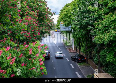 Wunderschöne rote Pferde und europäische Kastanienbäume entlang einer Straße in Richtung Paris Stockfoto