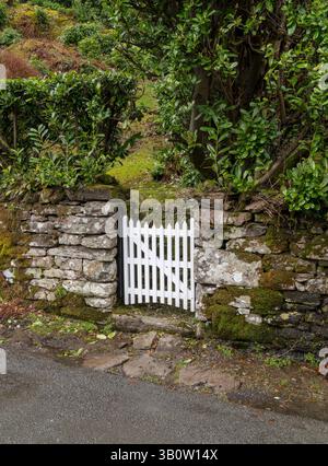Frisch gestrichenes weißes Holzpfahlgartentor mit geschwungener Spitze in alter moosbedeckter Steinmauer, mit immergrünen Sträuchern, Cumbria, England, Großbritannien Stockfoto