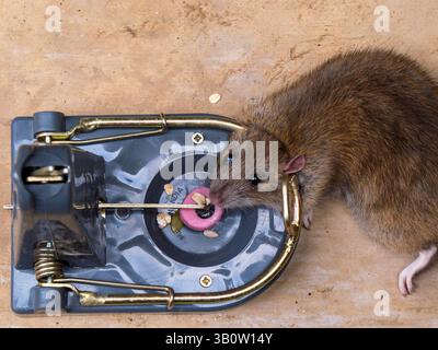 Tote erwachsene braune Ratte mit gebrochenem Hals getötet von mächtigen, schweren, federbelasteten Roshield-Rattenfalle mit einem Liquorice Allsorts süß Köder Stockfoto