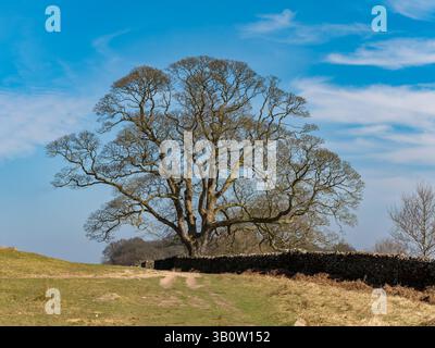 Sehr großer, blattloser Ahornbaum (Acer pseudoplatanus) neben einer Steinmauer mit blauem Himmel im Frühjahr, Bradgate Park, Leicestershire, England, Großbritannien Stockfoto
