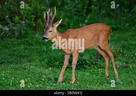 rehbock, der bei Tageslicht auf der Suche ist Stockfoto