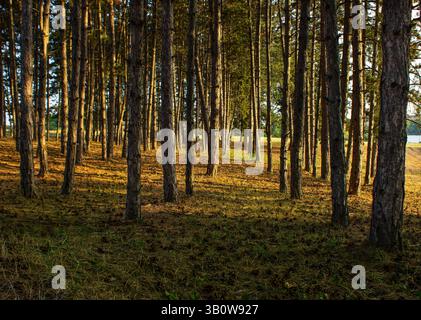 Sonnenlicht, das in der Golden Hour durch den Kiefernwald strömt Stockfoto