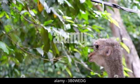 Nahaufnahme von Rhea im Zoo. Stockfoto