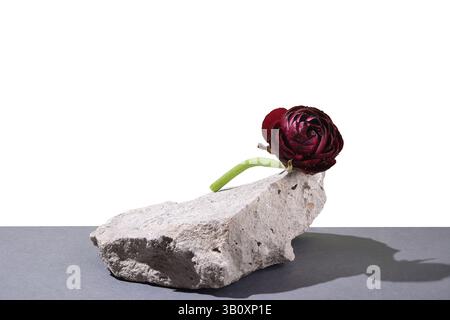 Rote Ranunkelblüte auf rauer Ranunkelblüte isoliert auf weißem Hintergrund. Minimalistisches und elegantes Blumenkonzept für kreative Nutzung. Podium und Kopie Stockfoto
