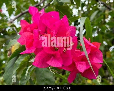 Leuchtend rosafarbene Bougainvillea-Blüten in voller Blüte vor einem verschwommenen grünen Hintergrund. Stockfoto