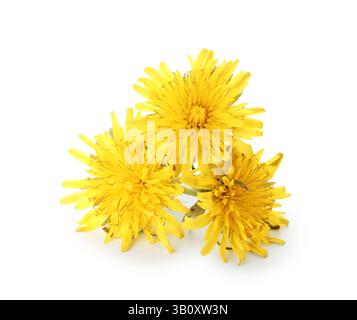 Drei schöne Löwenzahnblüten isoliert auf weiß Stockfoto