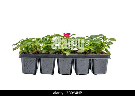 Eine Reihe schwarzer Plastiktöpfe mit Pflanzen darin. Die Töpfe stehen nebeneinander. Setzlinge in Kunststoffbehältern auf weißem Hintergrund. Stockfoto