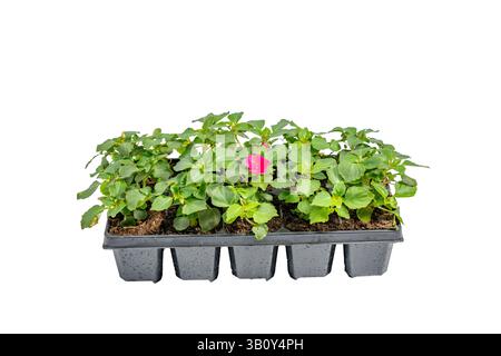 Eine Reihe kleiner Pflanzen mit einer rosafarbenen Blume in der Mitte. Die Werke sind in schwarzen Kunststoffbehältern. Setzlinge in Kunststoffbehältern auf weißem Rücken Stockfoto