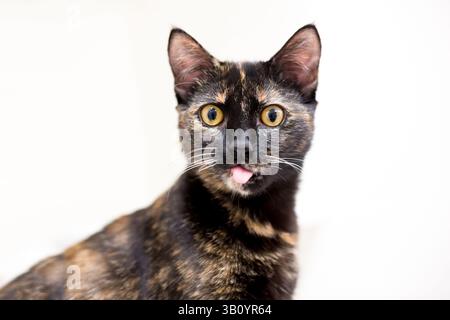 Eine Schildpatt-Kurzhaarkatze mit gelben Augen, die die Zunge rausstreckt Stockfoto