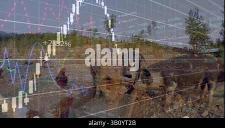 Bild der Verarbeitung von Finanzdaten und Statistiken über Schweine und Hühner Stockfoto