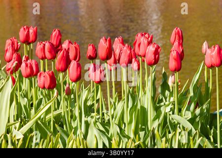 Leuchtend rote Tulpen blühen mit hohen grünen Stielen neben einem glitzernden Teich in den Gärten von Keukenhof, Niederlande, im Frühling. Stockfoto