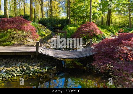 Ruhige Szene in den Gärten des Keukenhof mit einer hölzernen Bogenbrücke über dem Wasser, umgeben von roten japanischen Ahornen und Felsen, die an eine japanische Garde erinnern Stockfoto