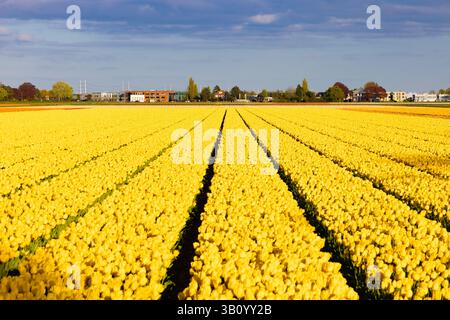 Ausgedehntes Feld von leuchtend gelben Tulpen, die in ordentlichen Reihen unter blauem Himmel mit Wolken wachsen, typisch für die Tulpenanbaugebiete in den Niederlanden. Stockfoto