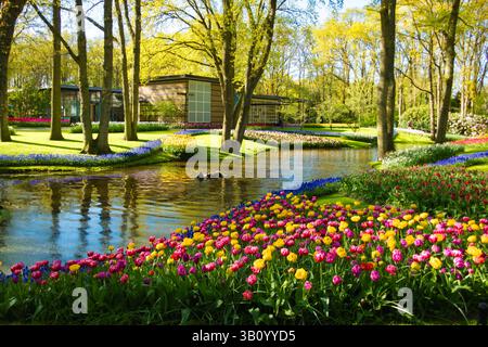 Farbenfrohe Grenzen aus Tulpen und Muscari säumen einen Bach in den Gärten des Keukenhof, wo Enten schwimmen, Bäume und ein modernes Gebäude im Hintergrund stehen. Stockfoto