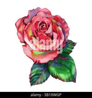 Illustration mit roter Rose in Aquarellfarbe. Handzeichnung rosa Rosenblume isoliert auf weißem Hintergrund Stockfoto