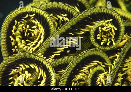 23. Januar 2008: Federstern (Oxycomanthus bennetti). Neubritannien. Papua-Neuguinea. Salomonenmeer. (Bild: © Ross & Diane Armstrong/Evolve/Photoshot/ZUMAPRESS.com) Stockfoto