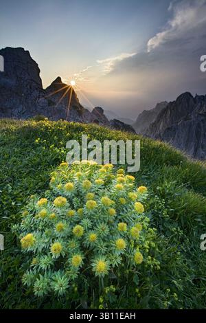 November 2008 - ROSEROOT (Sedum rosea). Blick auf den italienischen Teil der Julischen Alpen bei Sonnenuntergang von Mangrt. Triglav-Nationalpark. Gorenjska. Slowenien (Bild: © Guy Edwardes/Evolve/Photoshot/ZUMAPRESS.com) Stockfoto