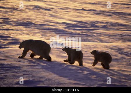 19. November 2008 - EISBÄR mit Jungen bei Sonnenuntergang. Ursus maritimus. Cape Churchill. Manitoba. Kanada. (Bild: © David & Irene Myers/Evolve/Photoshot/ZUMAPRESS.com) Stockfoto